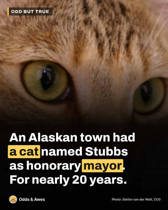 An Alaskan town had a cat named Stubbs as honorary mayor. For nearly 20 years.
